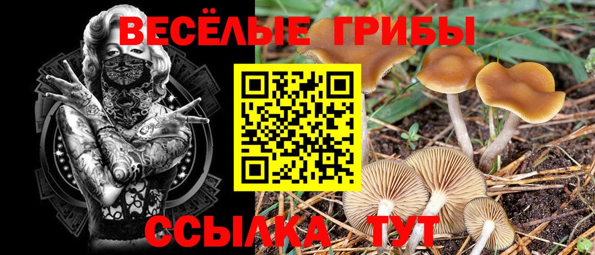 где купить наркоту  Псилоцибиновые грибы Cubensis  Вход с VPN  Вязники 